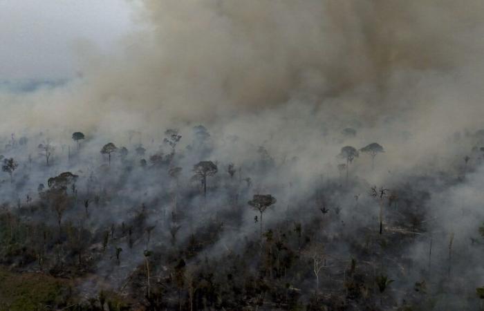 KARTE. Visualisieren Sie den Ausbruch von Vegetationsbränden in Brasilien, einige Monate vor der COP30 im Amazonasgebiet