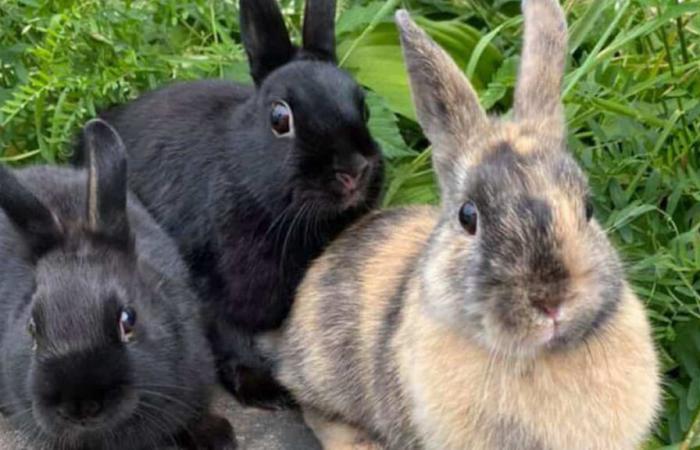 Mutmaßlicher Kaninchen-Serienmörder in Japan festgenommen