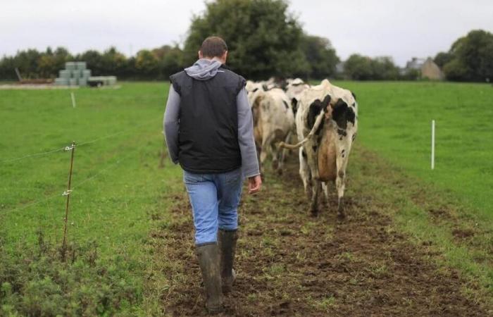 In Manche, die Wahlen zur Landwirtschaftskammer 2025 in Zahlen