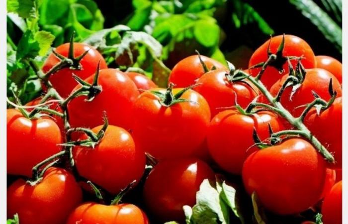 Preise für marokkanische Tomaten steigen dank Exporten und Wetterbedingungen