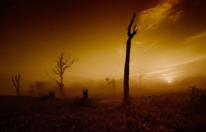 Im Jahr 2024 wurden in Brasilien 30,8 Millionen Hektar durch Brände verwüstet