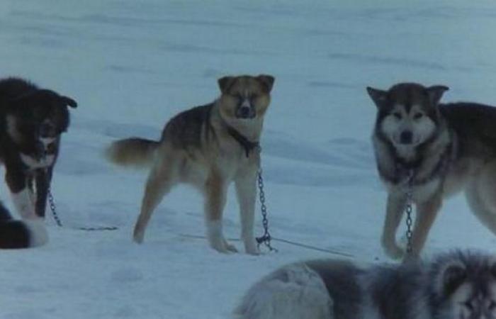 Antarctica, das Überlebensspiel, dessen Disney-Remake den Schnee beißt