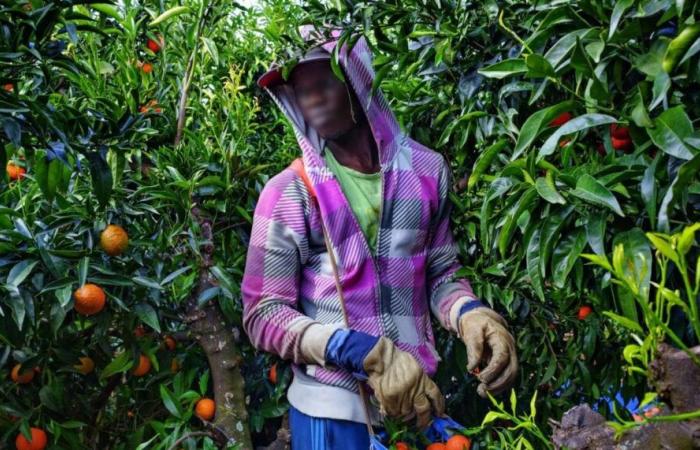 Spanien rekrutiert im Senegal Arbeitskräfte im Alter zwischen 25 und 55 Jahren. Hier erfahren Sie, wie Sie teilnehmen können