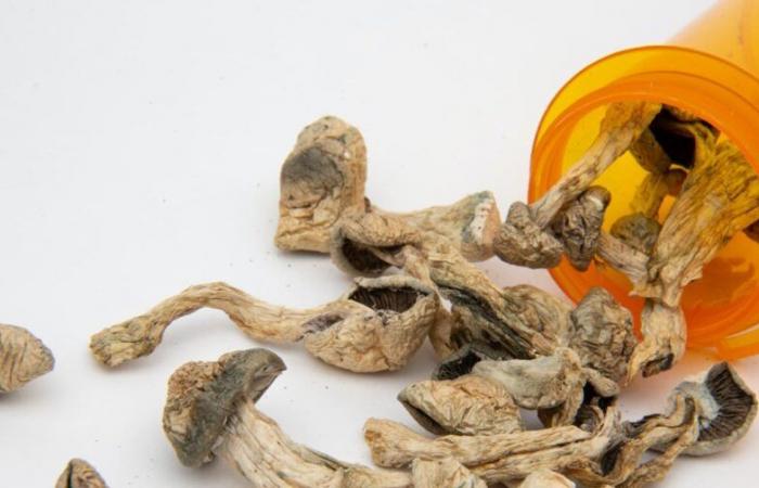 Die Behandlung von Essstörungen mit Psilocybin ist vielversprechend, es sind jedoch weitere kontrollierte Untersuchungen erforderlich