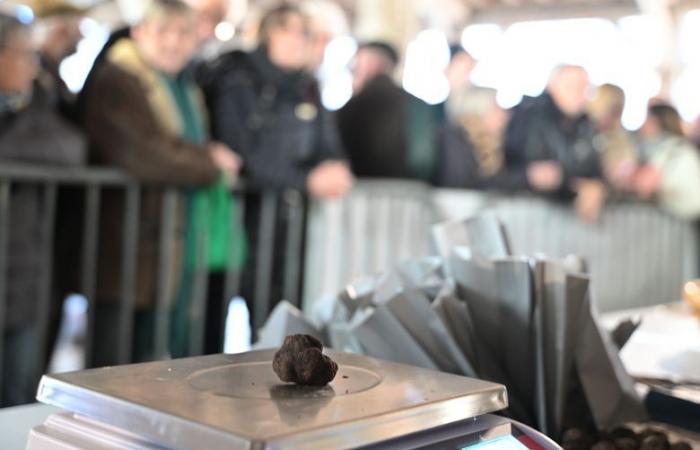 “Oh, schieben Sie nicht so, es ist auch kein Gold!” Schillerner Erfolg für den ersten Trüffelmarkt in den Gers