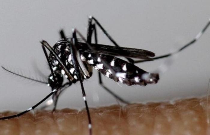 Erhöhte Wachsamkeit angesichts des Risikos eines hämorrhagischen Fiebers von Krimkongo, Dengue und Chikungunya