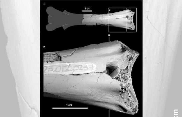 Entdeckung beleuchtet das prähistorische Leben in Alberta