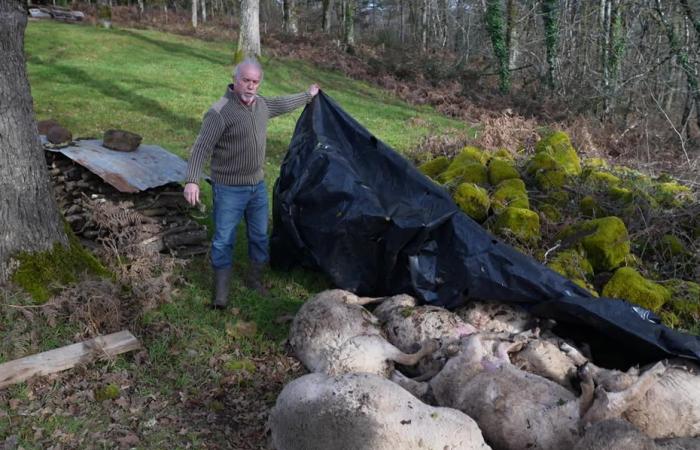 In einer Nacht wurden alle Schafe dieses Züchters von einem Raubtier getötet