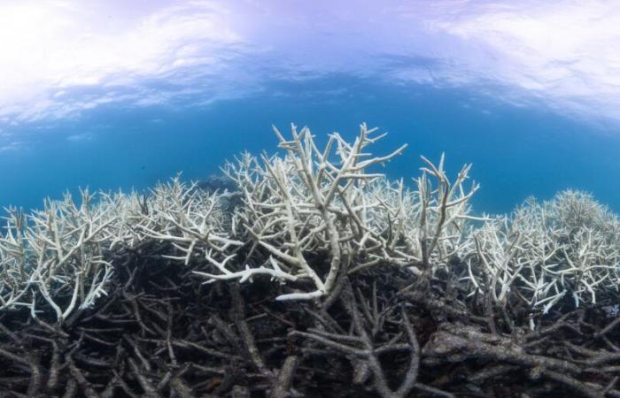 In Australien erreicht die Korallenbleiche „katastrophale“ Ausmaße