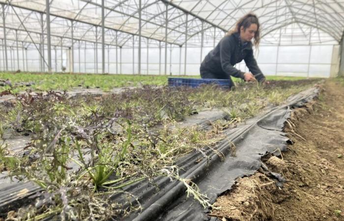 In Indre-et-Loire bedroht eine Milbe den Gemüseanbau