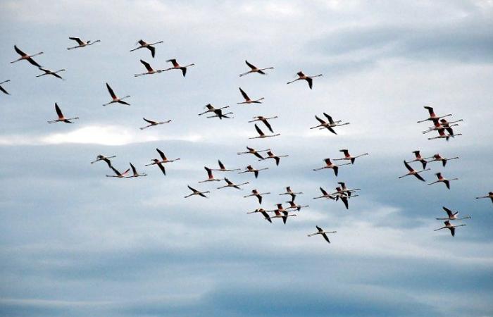 Diese fünf schönsten Beobachtungsplätze für Fauna und Flora in der Aude