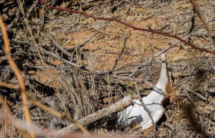 56 Leichen in geheimen Massengräbern gefunden