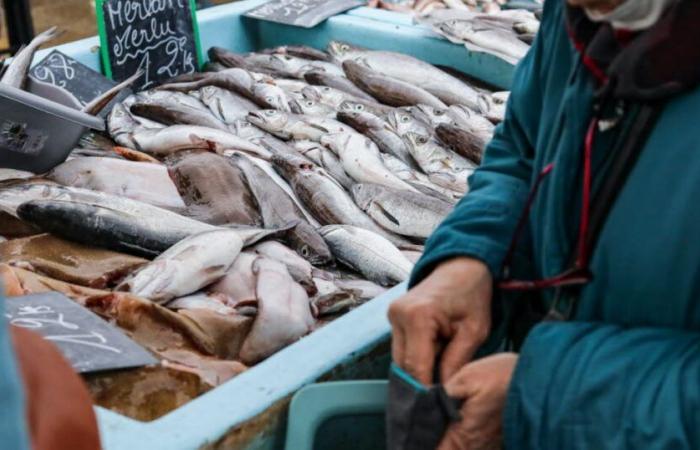 Verbrauch. Für Saisonfisch ist kein Preisverfall in Sicht