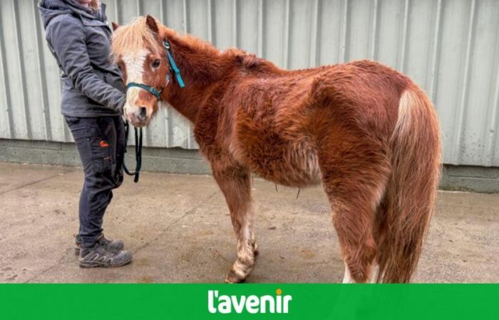 Vier Ponys mussten beschlagnahmt werden