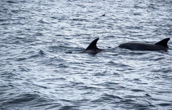 Sea Shepherd warnt vor dem Schutz der Cetaceane – Angers Info