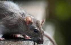 Japan. Rattenstücke in Sandwichbrot entdeckt, 104.000 Packungen zurückgerufen