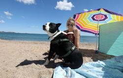 „Er wird so gut angenommen, dass ich jeden Monat wiederkomme“: Der Strand Pacha in Fréjus, ein wahres Eldorado für Hundebesitzer