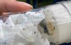 Ardèche: Hunderte von Insekten werden freigelassen, um gegen Drosophila Suzukii zu kämpfen, diese Fliege, die Kirschen verwüstet