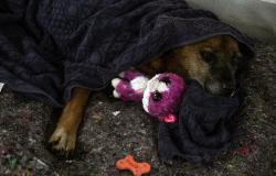 Frankreich – Welt – Überschwemmungen in Brasilien: Hunde, Katzen und Pferde zusammen mit den Opfern gerettet
