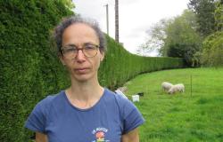 In Morbihan wurden 19 Schafe auf Ökoweide von Hunden getötet