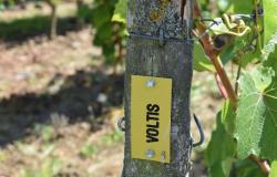 Die 10 Rebsorten, mit denen die Weine von Anjou-Saumur in Zukunft experimentieren wollen
