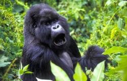 Gorilla, Schimpanse… welcher ist der intelligenteste Primat?