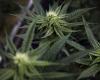 Manitoba will das Verbot des Cannabisanbaus zu Hause aufheben