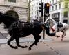London: Zwei der Pferde auf der Flucht in ernstem Zustand