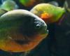 Der Zoologische Park Biotropica eröffnet das größte Piranha-Becken Frankreichs