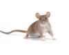 Es wurden Hybridgehirne mit Ratten- und Mauszellen geschaffen