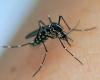 Wie Mücken die Welt eroberten