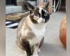 „Sie liebt Kartons“: Eine Katze, die in einem Amazon-Paket mehr als 1.000 km von zu Hause entfernt verschickt wurde