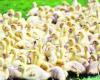 BERICHTERSTATTUNG. Vogelgrippe: „Es besteht weder für das Fleisch noch für den Verbraucher eine Gefahr“, versichern die Züchter
