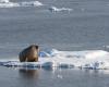 ein Walross, das in der Arktis durch eine Krankheit getötet wurde, eine Premiere für dieses Säugetier