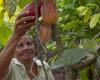 Große Kakaokonzerne investieren in die Produktion in Lateinamerika
