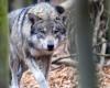 Zahlen bestätigen einen starken Anstieg der Wolfsangriffe im Kanton Waadt – rts.ch