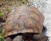 Fragen und Antworten zu „Unser Zufluchtsort“: Gopher-Schildkröten im Kennedy Space Center der NASA