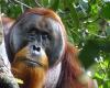 Ein Orang-Utan beobachtete, wie er einen Verband mit Pflanzen anfertigte – Libération