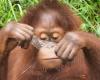 Ein Orang-Utan heilt sich selbst: Dies ist das erste Mal, dass dieses Verhalten bei einem Menschenaffen in freier Wildbahn beobachtet wurde