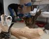Im Spaa-Tierheim in Maine-et-Loire „kommen Tiere in sehr schlechtem Zustand an“