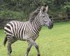 Amerikanische Internetnutzer auf der Suche nach einem Zebra auf der Flucht