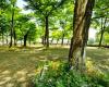 Genf will in fünfzehn Jahren 150.000 Bäume pflanzen