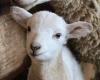 Villars-sur-Glâne: Fremde töten ein Lamm