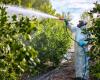 Dieses europäische Land verwendet die meisten Pestizide (und es ist nicht Spanien!)