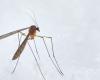 Mücken und Zecken könnten dieses Jahr im Norden und im Pas-de-Calais zahlreicher sein