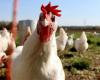 Laut WHO-Chef gibt es keine Anzeichen dafür, dass sich die Vogelgrippe H5N1 zwischen Menschen ausbreitet