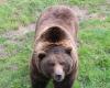 Schweizerisch. Juraparc hat gerade zwei neue Bären willkommen geheißen, das erste Mal seit mehr als zwanzig Jahren