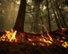Waldbrand | Tausende mussten in B.C. evakuieren.