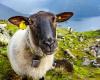 Um ihre Schule zu retten, melden sie vier Schafe für die nationale Bildung an