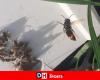 Invasion asiatischer Hornissen in Belgien: „Wir werden sie nicht ausrotten können, wir müssen mit ihnen leben“